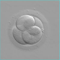 Infertilite embryon