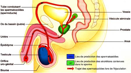 Anatomie de l'urètre chez l'homme