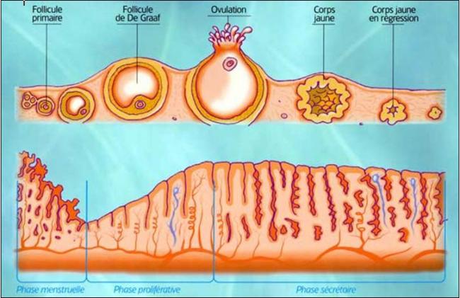 endometre