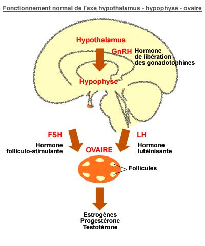 infertilite axe hypothalamo hypophysaire